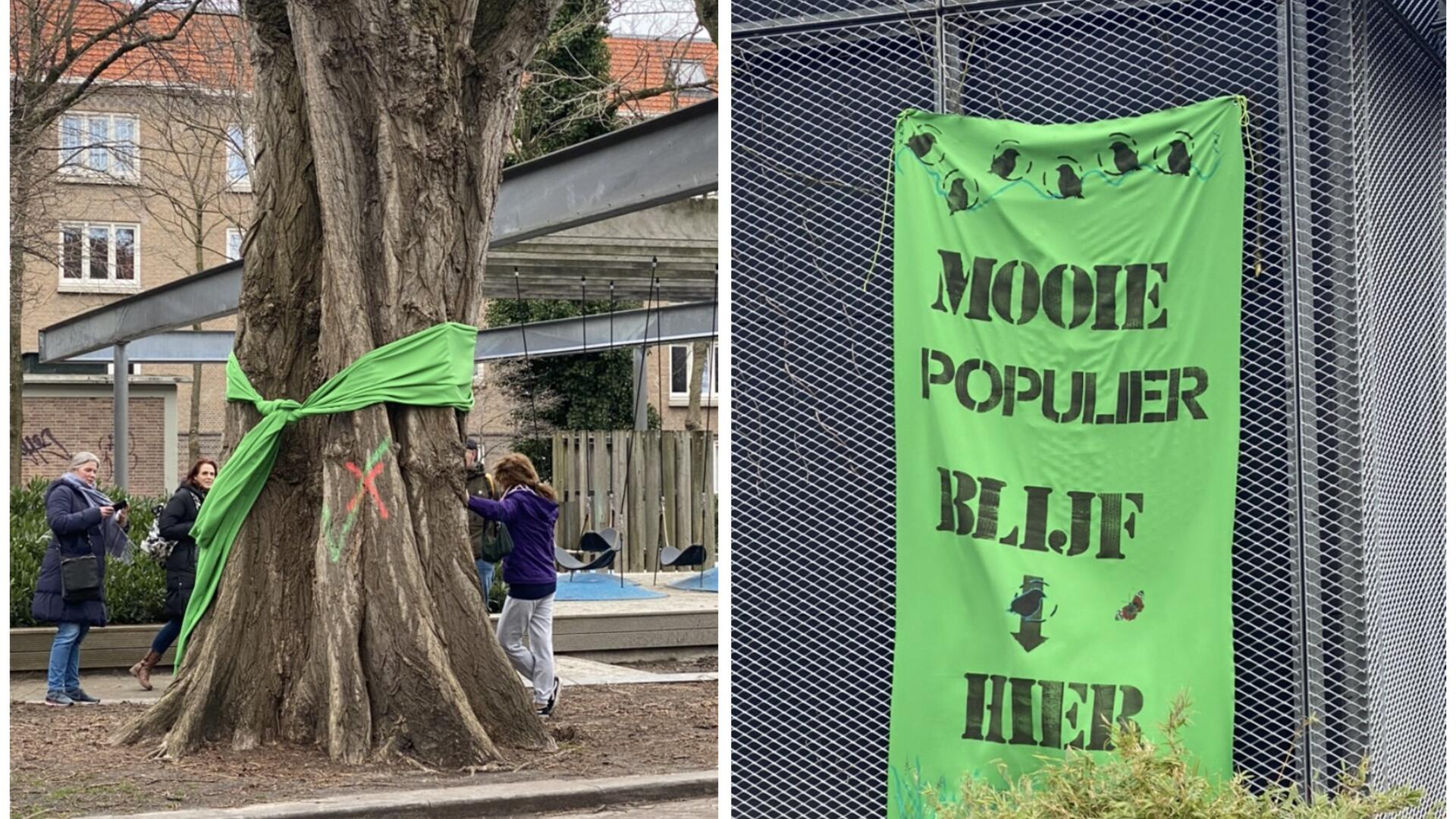 Bomenkap Italiaanse Populier op het Van Beuningenplein